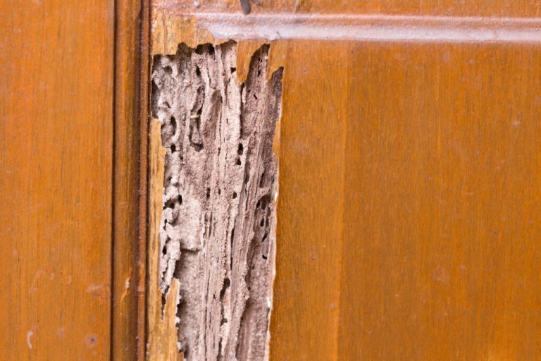 Preventing Insects in Vinyl Siding: The Ultimate Guide to Pest-Free Exteriors